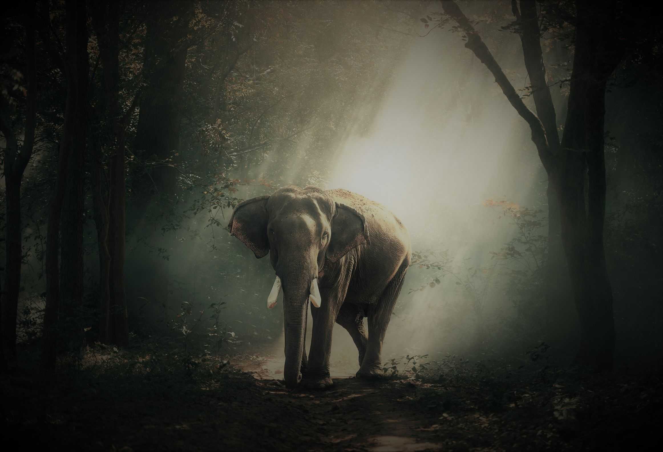 Forest Elephant Blank Template – Imgflip Within Blank Elephant Template